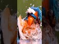Bird Catching Fish