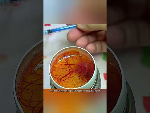 नरम अंडे से निकला नन्हा बत्तख