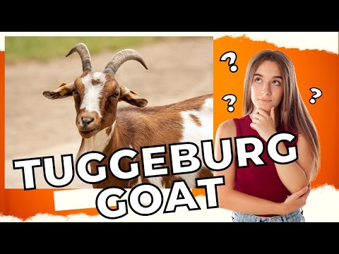 , title : 'Tuggeburg Goat Breeding | Quality Productive Breeds Of Dairy Goat'
