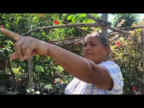 Dona nega E suas rosas do deserto