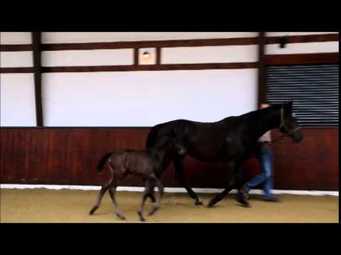 Millenium - Swarovski