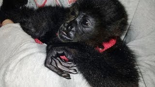 preview picture of video 'Mono Congo o Aullador 2. Adaptación. Congo or Howler Monkey Adaptation. Costa Rica.'
