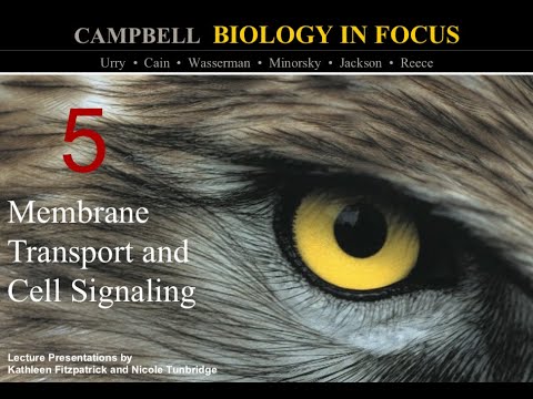 Biology in Focus Chapter 5: Membrane Transport and Cell Signaling