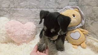 ミニチュアシュナウザーの動画01