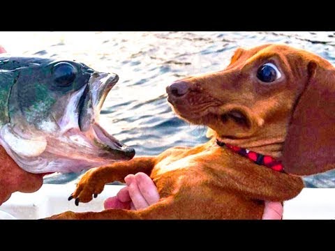 🤣 Funniest 🐶 Dogs and 😻 Cats - Try Not To Laugh - Awesome Funny Pet Animals Videos 😇