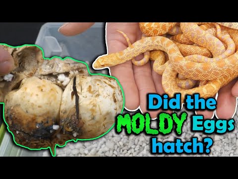 Albino Bullsnakes Hatching!!