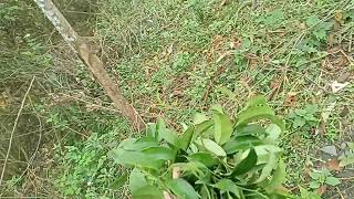 Lá Cực Độc Và Lá Cực Ngon