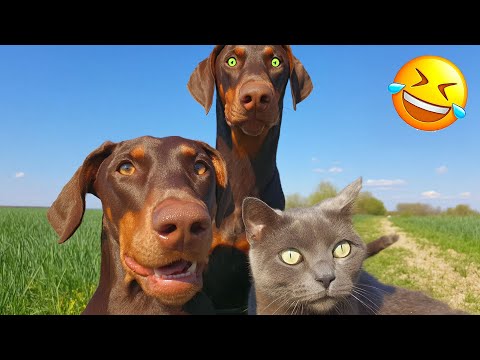 Essayer de ne pas rire les animaux les plus drôles 2025 partie 9