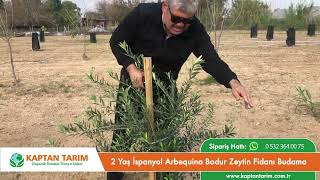 2 Yaş İspanyol Arbequina Bodur Zeytin Fidanı Budama