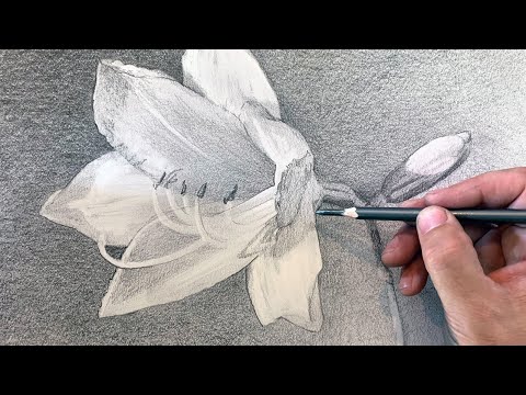 Once and Floral | Drawing a Yellow Lily