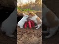 Friendship / puppy and rabbit . A beautiful moment #283 - #shorts