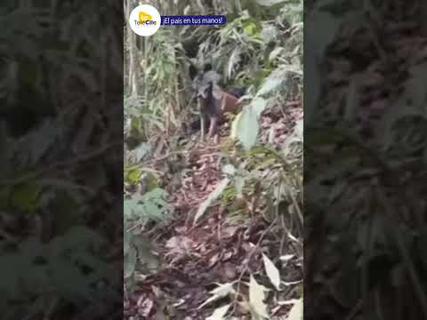 Ejército destruye depósito ¡leg@l de 3xpl0siv0s en Putumayo#Seguridad #EjércitoNacional #Putumayo