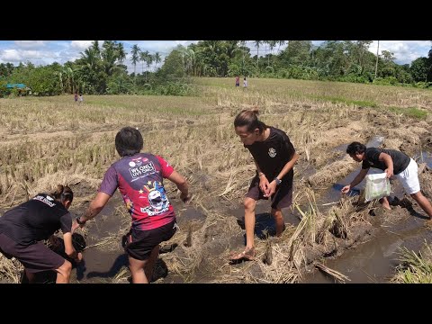 SE02EP80 - PANGANGAPA ng KUHOL sa PALAYAN ng Sta. Veronica San Pablo City | BUHAY PROBINSYA
