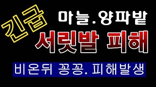 [텃밭농부.897]  긴급 마늘 양파밭에 서릿발 피해발생