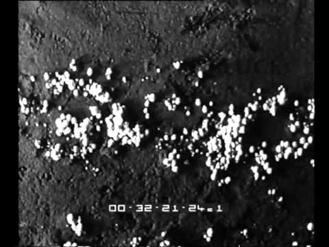 Artificial cultivation of mushrooms in the Pozzolana Caves in Rome.
