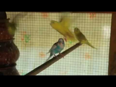 Yuvasagara them song