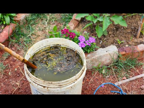 An Easy Homemade DIY Liquid Fertilizer For Your Vegetable Garden