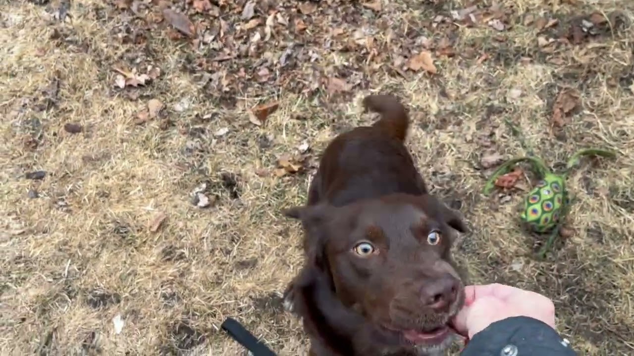 Doyle, an adoptable mixed breed in Aurora, IL video 6/6
