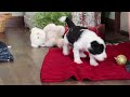 Sheepadoodle dogs for sale: Leo - Video 1