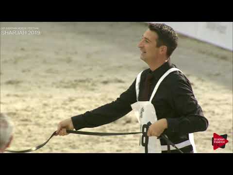 N 268 D SHALLAL   Sharjah International 2019