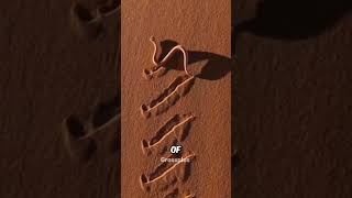 Sidewinder snake #shorts #science