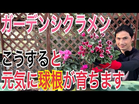 フェストゥカ エスキアについて詳しく解説