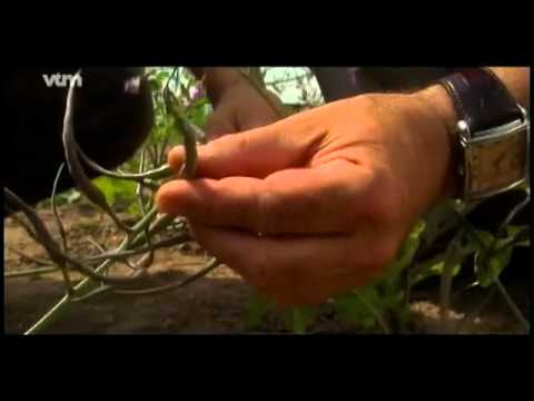 VTM - Groene vingers 2.mp4