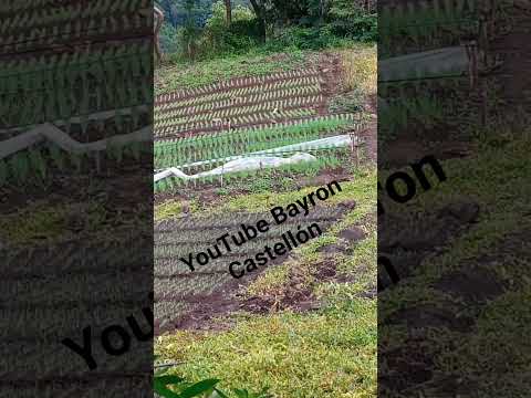 Muy pronto el transplante de cebolla, en Plan de grama, Condega, Estelí, Nicaragua 2025