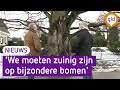 Inwoners mogen bedenken welke bomen kunnen blijven