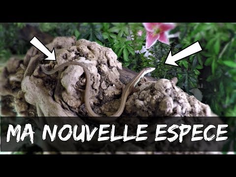 Les 5 lezards à la longue queue se sont bien adaptés à leur nouvelle vie