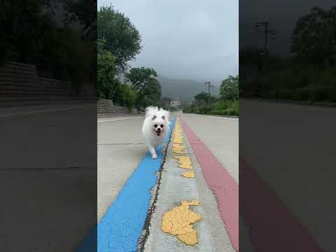 Nico: you almost hurt my hand! 😭#cute #dog #doglover #funnymoments #smartnico