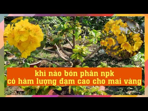 cách bón phân npk cho mai vàng ( lưu ý phân npk có hàm lượng đạm cao)
