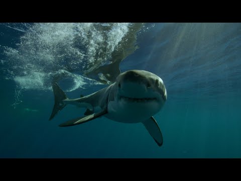 Una facile preda per il grande squalo bianco