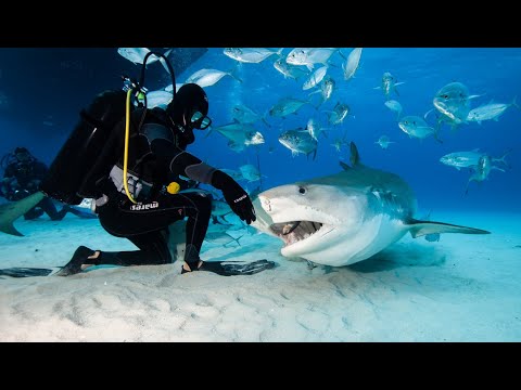 Tigerbeach Bahamas Master | Tigerhaie, Hammerhaie und Bullenhaie | WiroDive Tauchsafari #abgetaucht