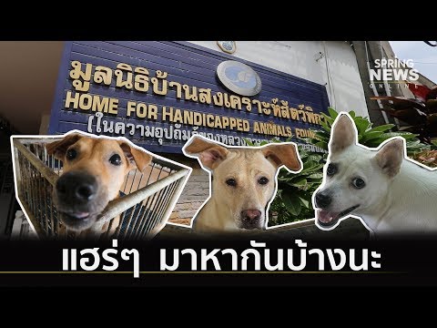 Home for Handicapped Animals Foundation