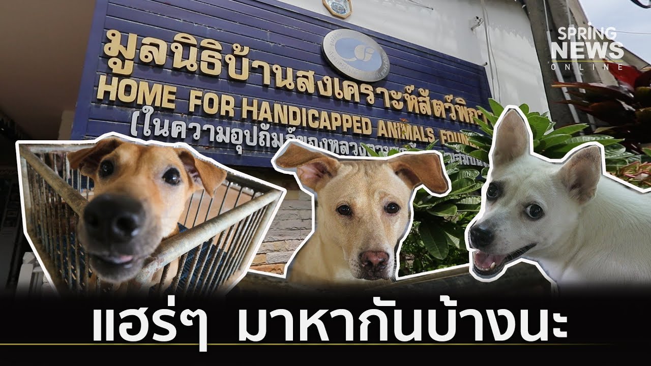 Home for Handicapped Animals Foundation