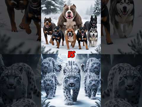 Top 10 strong giant dog of America Pit Bull vs ( Red Fox, Hyena, Bear, Leopard, Wolf ) #dog #animal