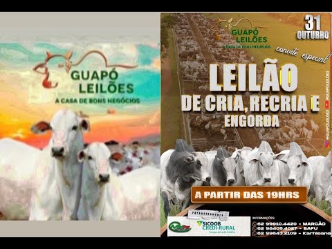 LEILÃO DE GADO EM GUAPÓ - GOIÁS  31/10/2025