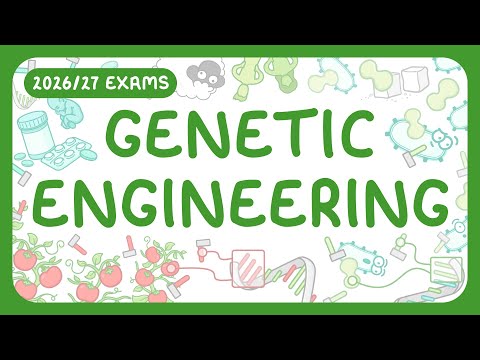 GCSE Biology - Genetic Engineering | GMO (2026/27 exams)