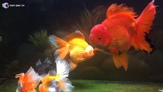 Những chú cá vàng tuyệt sắc đến từ trại cá cảnh Thái Lan