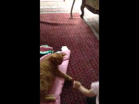 Baby Lamees fights with the cat