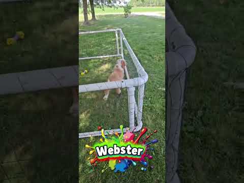 Thumbnail for Webster's video