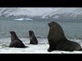 Soaked Penguins Mating Seals Antarctica Ep3