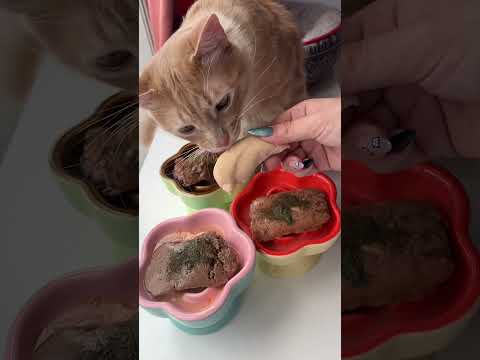 #cat #orelhadegato #orelhadegato #gatos #gateiraporamor #gatinhaestrelinha #gato #pets #receta