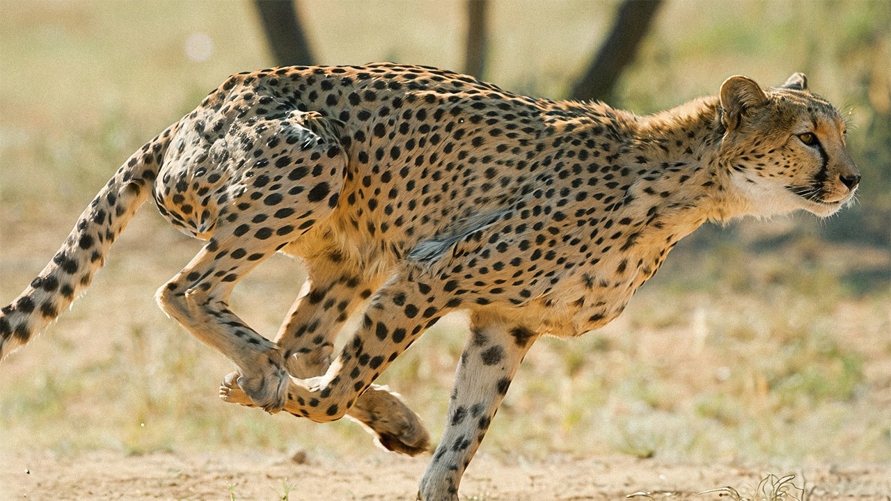 The Breath of the Cheetah