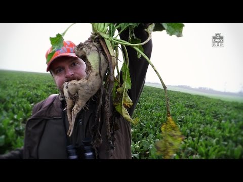 Darz Bór odc 123 - Przygotowania do nocnego polowania na dziki