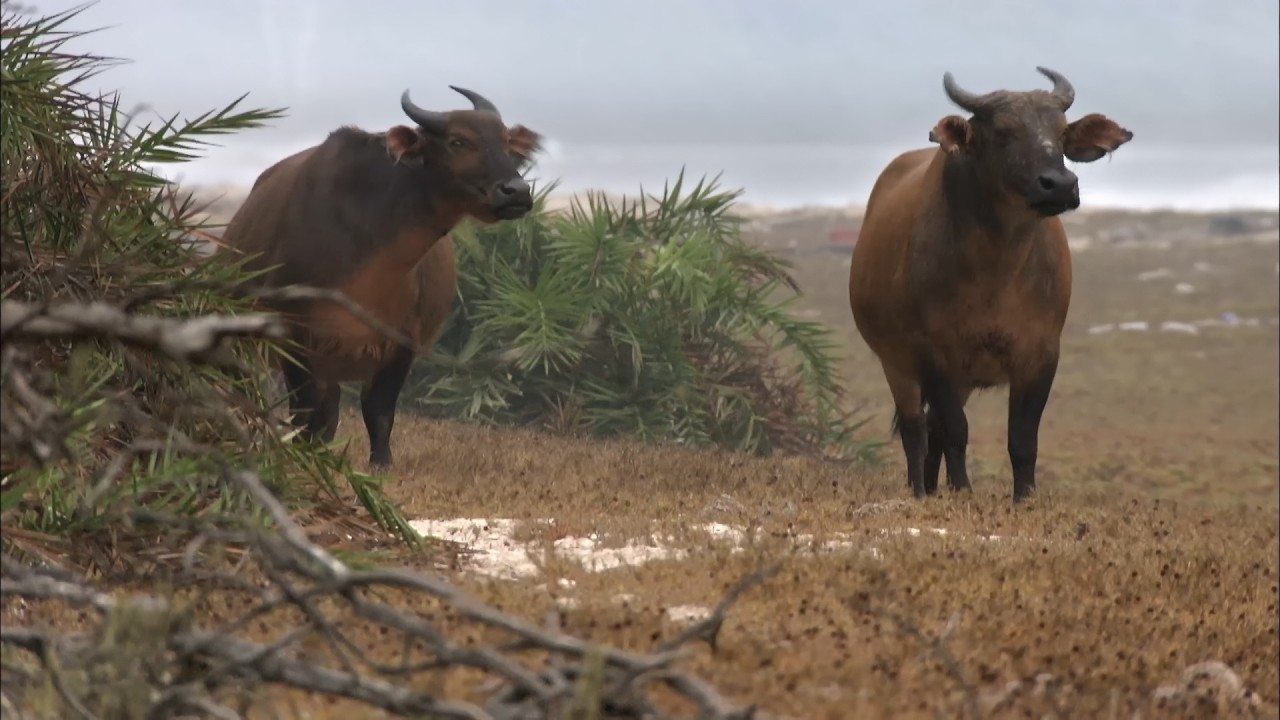 Gabon, in a Land Unknown to Men