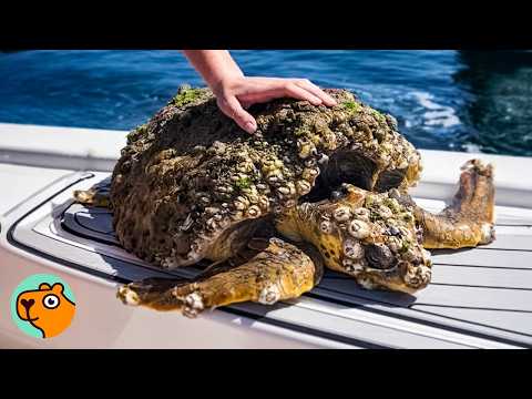 Sick Sea Turtle Had 100s Of Barnacles! Now She’s Transformed | Cuddle Buddies