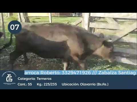 Lote Machos - Olavarría Bs As