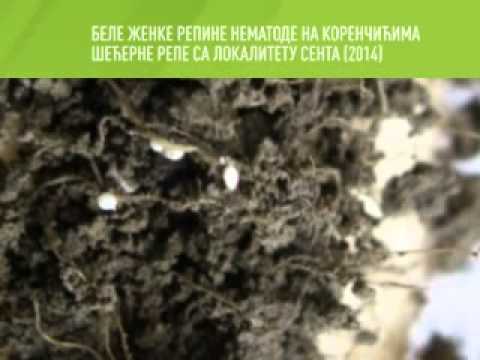 Zelena prognoza 25.6.2014. - Cistolika nematoda u šećernoj repi